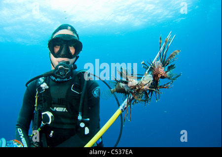 Taucher mit einer Fangmenge von Rotfeuerfisch (Pterois Volitans), eine invasiven Arten, die in der gesamten Karibik und Atlantik ausgebreitet hat. Stockfoto