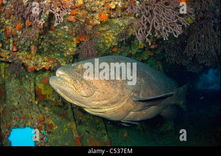 Goliath Zackenbarsch Epinephelus Itajara fotografiert während der Laichzeit Unterwasser Offshore-Palm Beach, Florida. Gefährdet Stockfoto