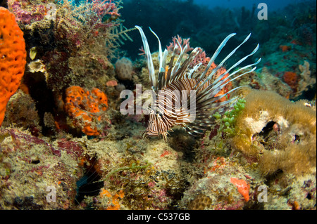 Rotfeuerfisch (Pterois Volitans), eine invasiven und giftigen Arten auf ein Korallenriff Offshore-Florida fotografiert. Stockfoto