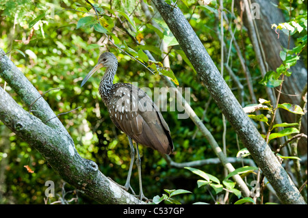 Limpkin (Aramus Guarauna) sitzt auf einem Ast entlang des Flusses Loxahatchee in Jupiter, Florida. Stockfoto