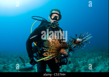 Taucher mit einer Fangmenge von Rotfeuerfisch (Pterois Volitans), eine invasiven Arten, die in der gesamten Karibik und Atlantik ausgebreitet hat. Stockfoto