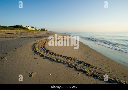 Unechte Sea Turtle (Caretta Caretta) Tracks, Eierschalen und Nester am Strand in Juno, Florida. Stockfoto