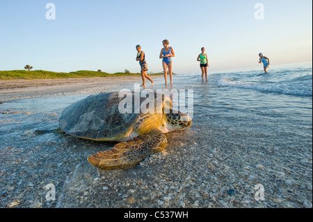 Weibliche grüne Meeresschildkröte (Chelonia Mydas) wieder in den Ozean nach ihrer Eiablage in Juno Beach, FL bei Sonnenaufgang. Stockfoto