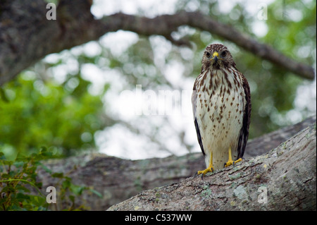 Wild, nicht gefangen, nicht gewöhnt rot-geschultert Falke (Buteo Lineatus) im Everglades National Park, Florida Stockfoto