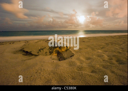 Weibliche Unechten Karettschildkröte (Caretta Caretta) nisten in Juno Beach; FL. Stockfoto
