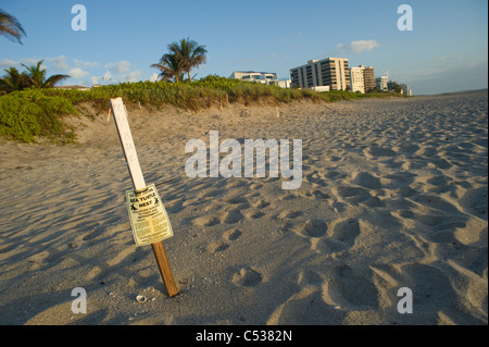 Unechte Sea Turtle (Caretta Caretta) Tracks, Eierschalen und Nester am Strand in Juno, Florida. Stockfoto