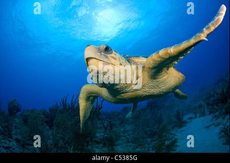 Gefährdet der Unechten Karettschildkröte (Caretta Caretta) Unterwasser in Palm Beach County, Florida. Stockfoto