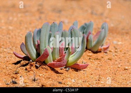 Cheiridopsis SP. in Lebensraum, Mittagsblumengewächsen, Mesembs, Goegap Nature Reserve, Namaqualand, Südafrika Stockfoto