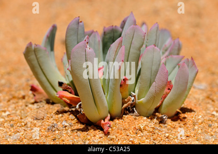 Cheiridopsis SP. in Lebensraum, Mittagsblumengewächsen, Mesembs, Goegap Nature Reserve, Namaqualand, Südafrika Stockfoto