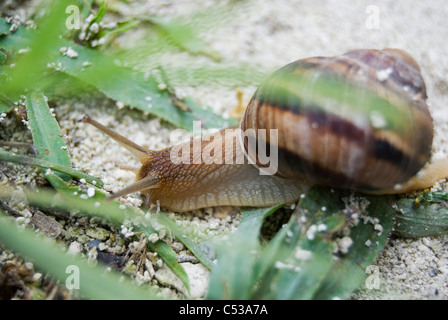 Schnecke kriecht in Grasgrün Stockfoto