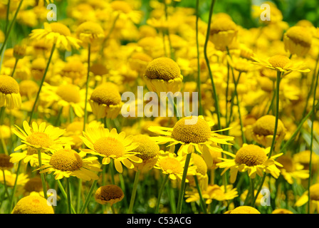 Faerber-Hundskamille - gelbe Kamille 01 Stockfoto