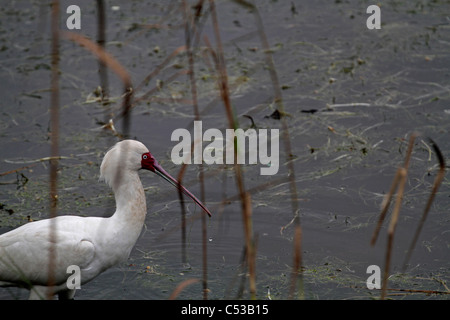 Afrikanische Löffler {platalea Alba} Angeln im flachen Wasser bei Intaka Island Bird sanctuarynear Kapstadt, Südafrika. Stockfoto