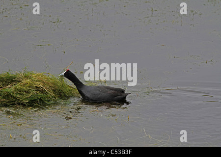 Rotknorpler oder Ausgeruhter Kuß (Fulica cristata), der ein Nest im Intaka Island Bird Sanctuary, Kapstadt, Südafrika baut. Stockfoto