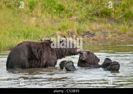Braune Bären spielen in einem Teich im Alaska Wildlife Conservation Center, Yunan Alaska, Sommer Stockfoto