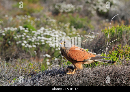 Rock Turmfalke (Falco rupicolus) (Falco tinnunculus) sitzen auf seine Beute. Stockfoto