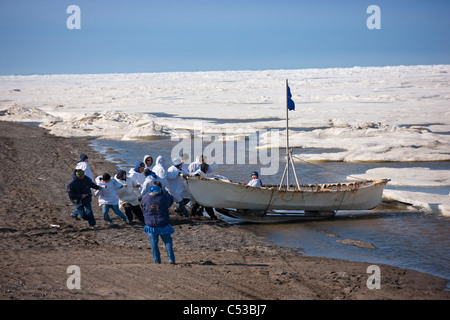 Walfang-Crew schiebt ihre Umiaq neben dem Chuchki Meer Eis am Ende des Walfangs Frühjahrssaison in Barrow, Alaska Arktis, Sommer Stockfoto