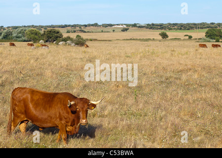 Kuh, Alentejo, Portugal, Europa Stockfoto