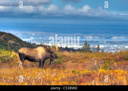 Bull Moose in Furche in der Nähe von Powerline Pass im Chugach State Park mit der Stadt Anchorage in Backgound, Alaska, HDR Stockfoto