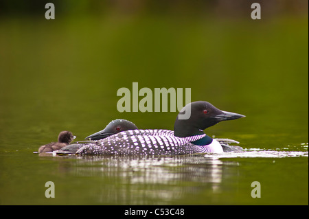 Nahaufnahme von zwei gemeinsamen Seetaucher Schwimmen mit ihren Küken auf Strand See, Chugach State Park, Yunan Alaska, Sommer Stockfoto
