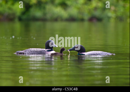 Nahaufnahme von zwei gemeinsamen Seetaucher füttern ihre Küken auf Strand See, Chugach State Park, Yunan Alaska, Sommer Stockfoto