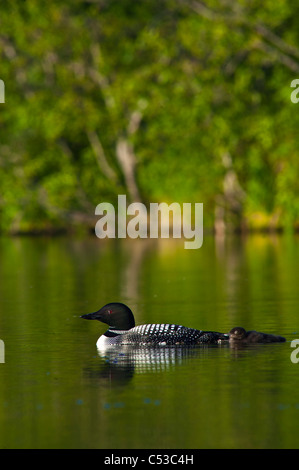 Gemeinsamen Schwimmen mit ihren Küken Loon ist am Strand See, Chugach State Park, Yunan Alaska, Sommer Stockfoto