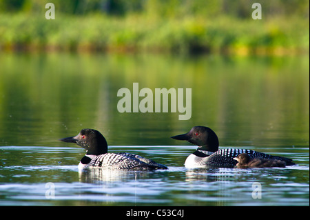 Nahaufnahme von zwei gemeinsamen Seetaucher Schwimmen mit ihren Küken auf Strand See, Chugach State Park, Yunan Alaska, Sommer Stockfoto