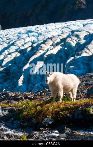 Bergziege Weiden in der Nähe von Harding Icefield Trail mit Exit-Gletscher im Hintergrund, Kenai-Fjords-Nationalpark, Alaska Stockfoto