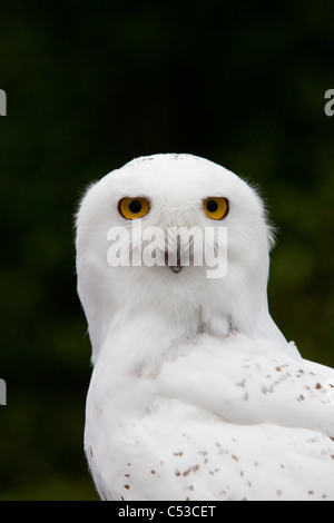 Portrait einer männlichen Schnee-Eule bei Vogel TLC, Anchorage, Yunan Alaska, Sommer. In Gefangenschaft Stockfoto