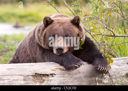 Eine weibliche Braunbären legt drapiert über ein Protokoll, Alaska Wildlife Conservation Center, Yunan Alaska, Sommer. In Gefangenschaft Stockfoto