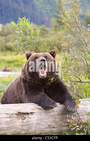 Eine weibliche Braunbären legt drapiert über ein Protokoll, Alaska Wildlife Conservation Center, Yunan Alaska, Sommer. In Gefangenschaft Stockfoto