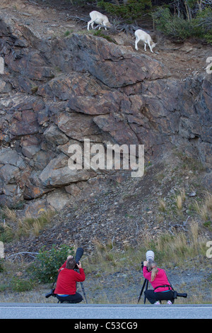 Fotografen Fotografieren ein Dall Schafe Schaf und Lamm in den Felsen an der Seite von Seward Highway, Yunan Alaska, Sommer Stockfoto