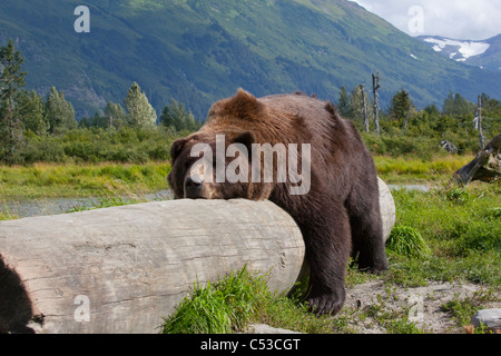 Ein erwachsener männlicher Braunbär legt auf und träge überspannt ein Protokoll, Alaska Wildlife Conservation Center, Alaska, Sommer. In Gefangenschaft Stockfoto