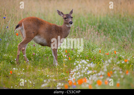 Ein Erwachsener Sitka Blacktailed Hirsch Doe steht in einem Feld von bunten Wildblumen Alaskas. In Gefangenschaft Stockfoto