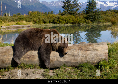Weibliche Grizzly liegt drapiert über ein Protokoll mit einem Teich im Hintergrund, Alaska Wildlife Conservation Center in Alaska. In Gefangenschaft
