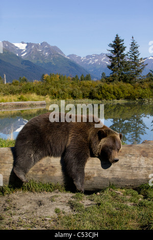 Weibliche Grizzly liegt drapiert über ein Protokoll mit einem Teich im Hintergrund, Alaska Wildlife Conservation Center in Alaska. In Gefangenschaft Stockfoto