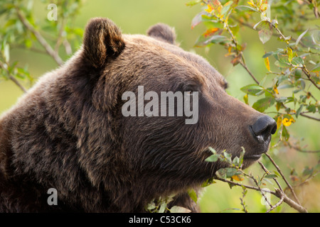 Profil von einer Erwachsenen Braunbär Leistungsbeschreibung unter grünen Pinsel im Alaska Wildlife Conservation Center, Alaska, Sommer. In Gefangenschaft Stockfoto