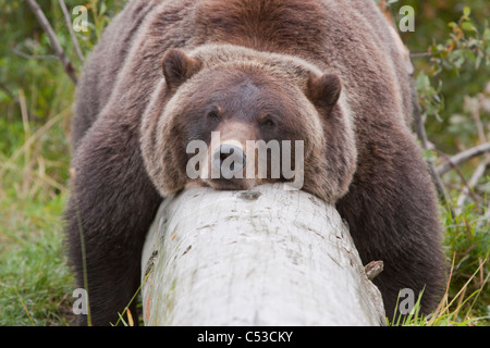 Ein weiblicher Grizzly liegt träge über ein Protokoll, Alaska Wildlife Conservation Center, Yunan Alaska, Sommer drapiert. In Gefangenschaft