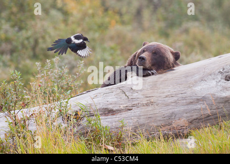 Grizzly Bear liegt auf einem Baumstamm und Uhren eine Elster, ein paar Schritte entfernt, Alaska Wildlife Conservation Center in Alaska fliegen. In Gefangenschaft Stockfoto