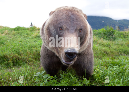 Im Weitwinkel ein Braunbär im Alaska Wildlife Conservation Center, Yunan Alaska, Sommer hautnah. In Gefangenschaft Stockfoto