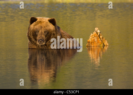 Eine weibliche Braunbären meist in Wasser untergetaucht im Alaska Wildlife Conservation Center, Yunan Alaska, Sommer. In Gefangenschaft
