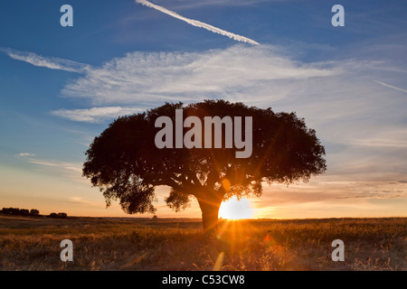 Sunet in Alentejo, Portugal, Europa Stockfoto