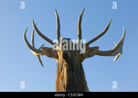 Nahaufnahme von einem Rocky Mountain Stier Elch hallten während der Brunft Herbst an die in der Nähe von Portage, Yunan Alaska. IN GEFANGENSCHAFT Stockfoto