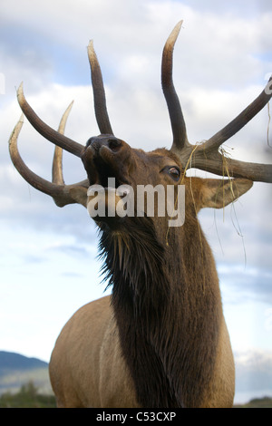 Nahaufnahme von einem Rocky Mountain Stier Elch hallten während der Brunft Herbst an die in der Nähe von Portage, Yunan Alaska. IN GEFANGENSCHAFT Stockfoto