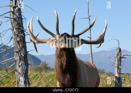 Nahaufnahme von einem Rocky Mountain Stier Elch hallten während der Brunft Herbst an die in der Nähe von Portage, Yunan Alaska. IN GEFANGENSCHAFT Stockfoto