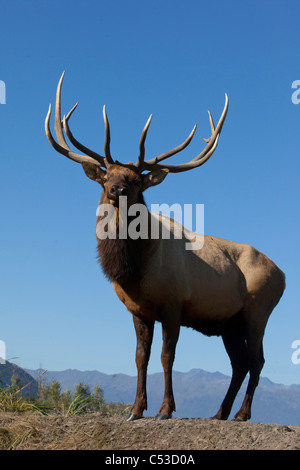 Nahaufnahme von einem Rocky Mountain Stier Elch hallten während der Brunft Herbst an die in der Nähe von Portage, Yunan Alaska. IN GEFANGENSCHAFT Stockfoto