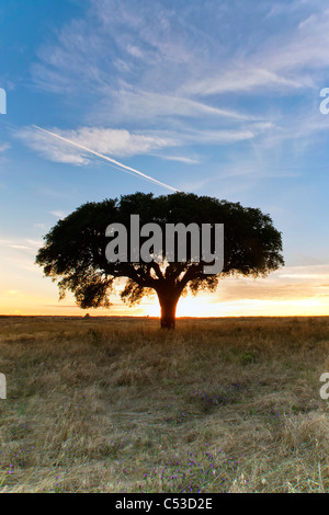 Sunet in Alentejo, Portugal, Europa Stockfoto