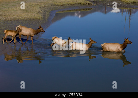 Elch Kühe und Kälber überqueren Sie einen Teich im Alaska Wildlife Conservation Center in der Nähe von Portage, Yunan Alaska, Herbst. IN GEFANGENSCHAFT Stockfoto