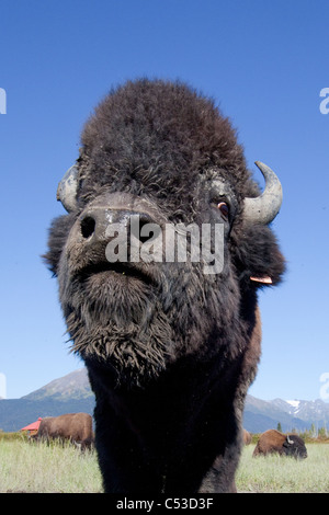 Weitwinkel Nahaufnahme eines hölzernen Bison-Bullen im Alaska Wildlife Conservation Center, Yunan Alaska, Sommer. IN GEFANGENSCHAFT Stockfoto