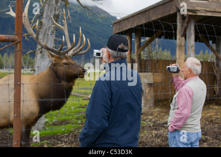 Close-up fotografieren Senior Touristen einen Erwachsenen Roosevelt Stier Elch auf die in der Nähe von Portage, Yunan Alaska. IN GEFANGENSCHAFT Stockfoto