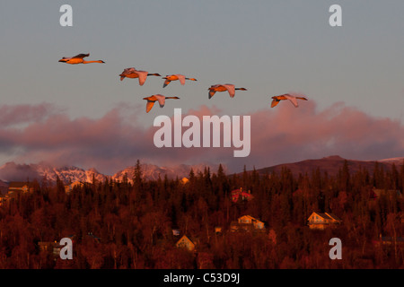 Eine Bande von Trumpeter Schwäne fliegen über Anchorage Hang in den letzten Minuten des Sonnenuntergangs, Yunan Alaska, Herbst Stockfoto